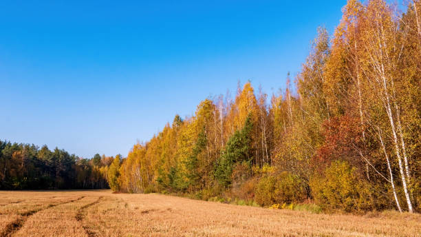 goldener herbst. panorama des randes eines gemähten landwirtschaftlichen feldes und waldes. gelbes laub auf birken. ein heller, schöner tag im oktober - treelined forest at the edge of scenics stock-fotos und bilder