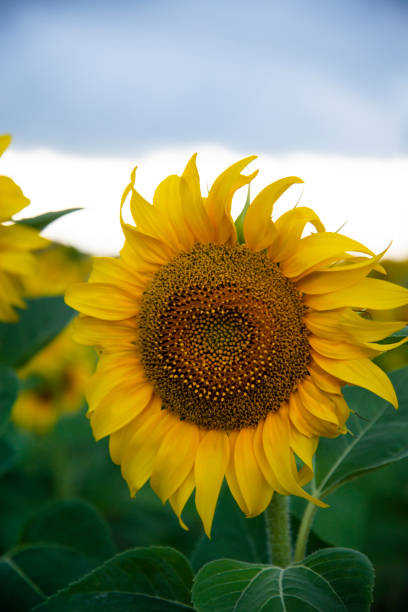 istock Close-up view of sunflower 1411206426