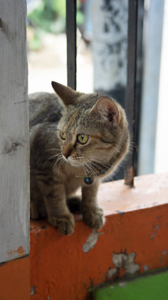 istock funny gray cat on a ground 1411206429