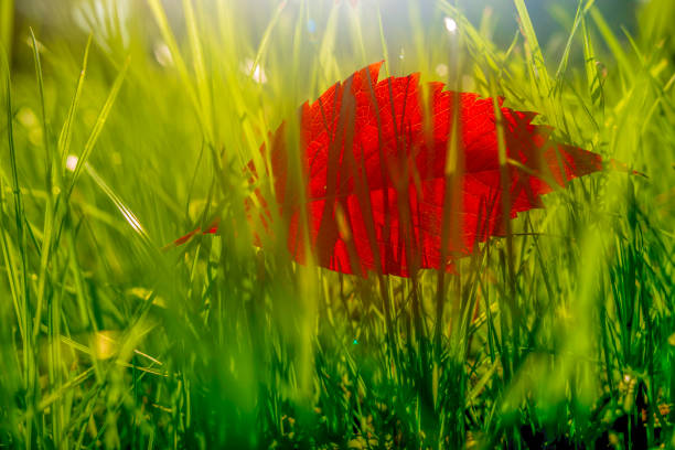 red leaf in green grass. autumn mood. beautiful autumn background