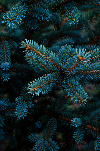 Image of coniferous tree. It is blue one Image suitable for blue and green background