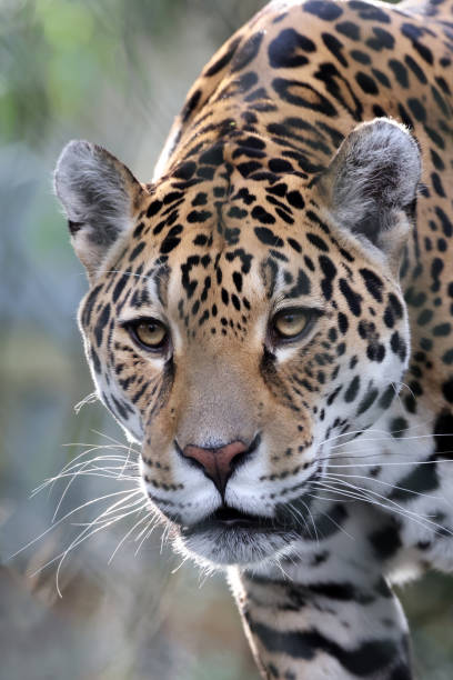 Close up shot of Jaguar (Panthera Onca) stock photo