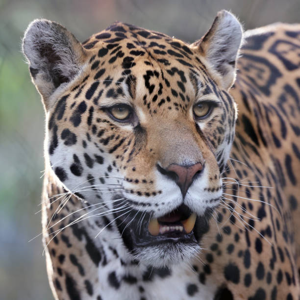 istock Close up shot of Jaguar (Panthera Onca) 1411207434