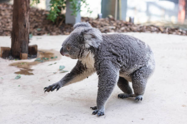 istock Close up of koala bear walking on the floor. 1411207484