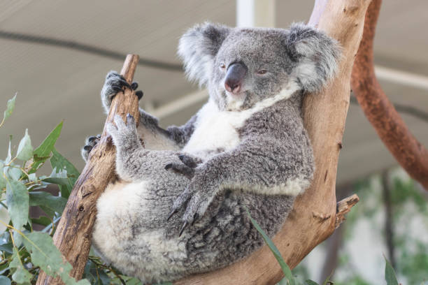 istock Close up of koala bear relaxing on the small tree. 1411207544