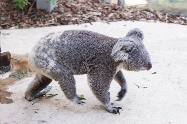 istock Close up of koala bear walking on the floor. 1411207569