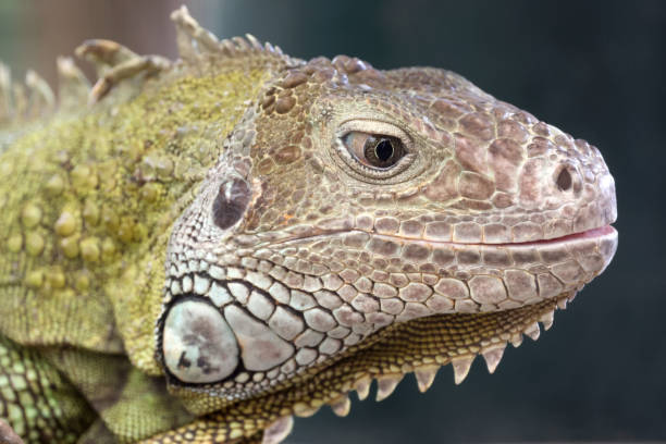 istock close up of a green iguana 1411207608
