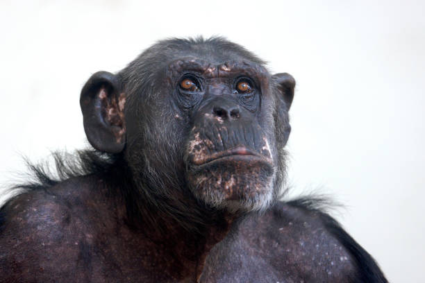 istock Close up portrait of chimpanzee (Pan troglodytes) 1411207761