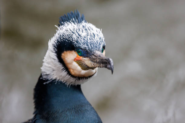 Close up shot of great cormorant (Phalacrocorax carbo)