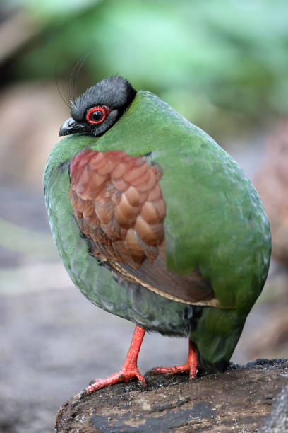 istock The crested partridge (Rollulus rouloul) also known as the crested wood partridge 1411208752