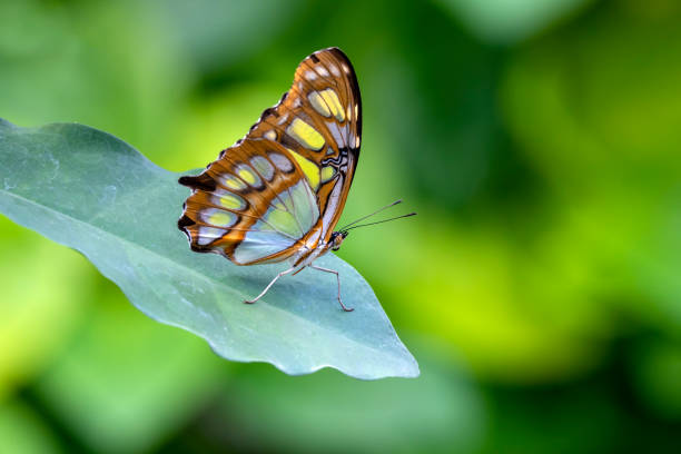 istock butterfly on a green background, close up 1411208770