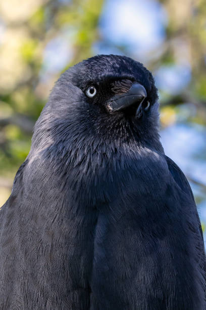 istock Western jackdaw (Coloeus monedula), also known as the Eurasian jackdaw 1411208774