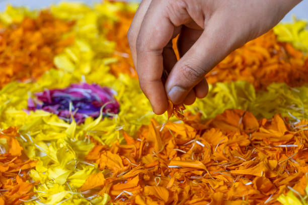 Hand Preparing Pookalam, Traditional Flowers Decoration To Celebrate Onam Festival In Kerala Closeup Of Hand Preparing Pookalam, Traditional Flowers Decoration To Celebrate Onam Festival In Kerala pookalam stock pictures, royalty-free photos & images