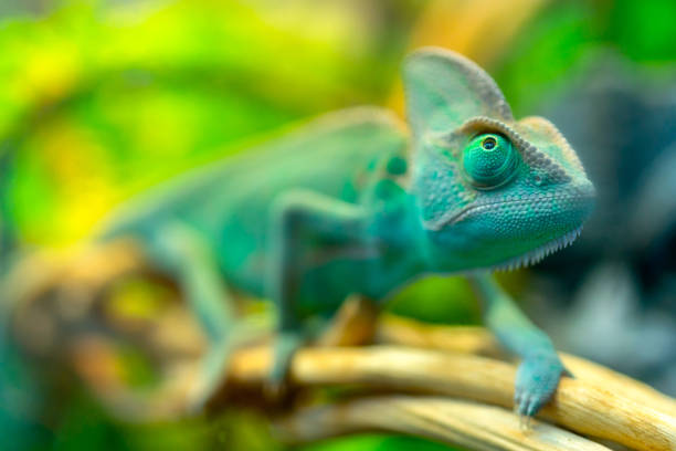 istock View of a green chameleon. 1411209134