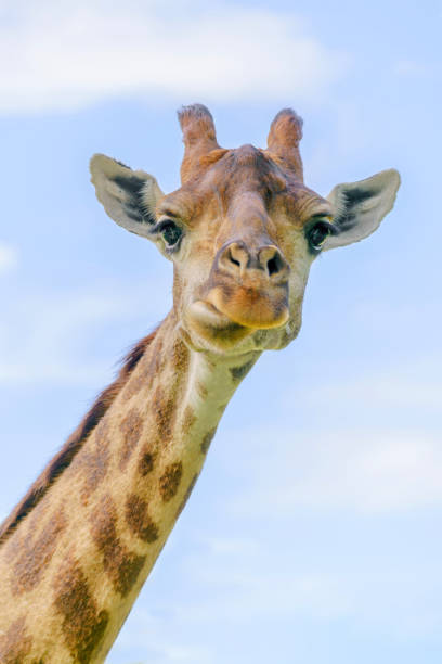 istock The head of a young beautiful giraffe. 1411209292
