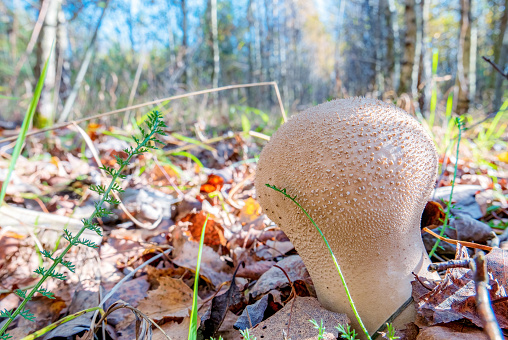 Shaggy ink cap or Lawyer's wig (Coprinus comatus) fungus in a forest