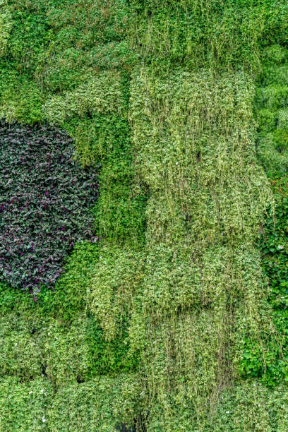 istock Natural background of plants. 1411209495