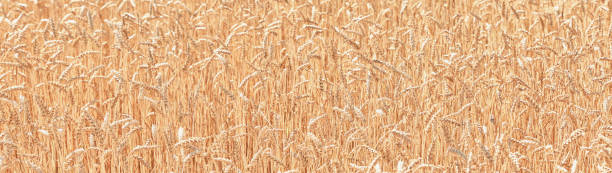 istock Ears of wheat in a wheat field high angle view web banner 1411209525