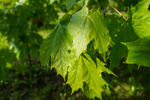 Green maple leaves with water drops after rain with sunlight and nature background