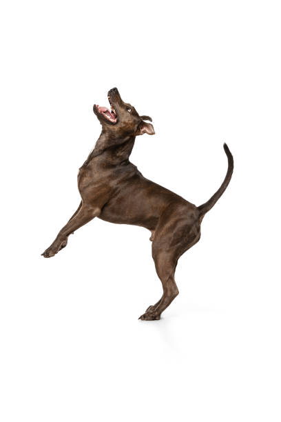 Studio shot of purebred dog, american pit bull terrier, catching food in a jump, posing isolated over white background Studio shot of purebred dog, american pit bull terrier, catching food in a jump, posing isolated over white background. Concept of movement, pets love, animal life, beauty, dogshow. Copy space for ad pit bull power stock pictures, royalty-free photos & images