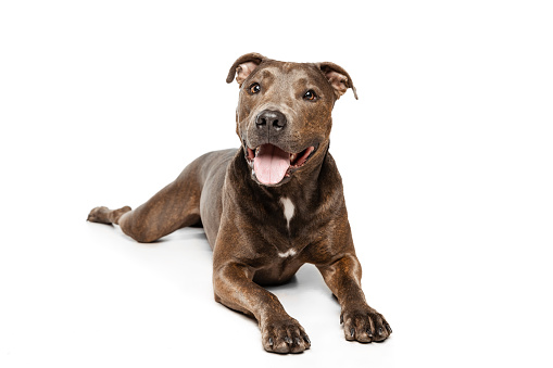 Studio shot of cheerful, purebred dog, american pit bull terrier, lying on floor, posing isolated over white background. Concept of movement, pets love, animal life, beauty, dogshow. Copy space for ad