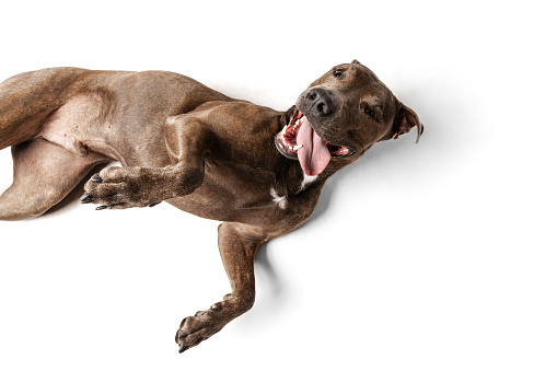 Studio shot of purebred dog, american pit bull terrier, lying on floor, playing isolated over white background. Concept of movement, pets love, animal life, beauty, dogshow. Copy space for ad