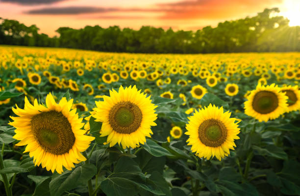 istock sunflowers in field with a yellow sunset 1411211714