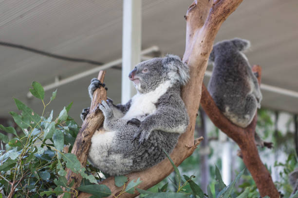 istock Close up of koala bear relaxing on the small tree. 1411211996