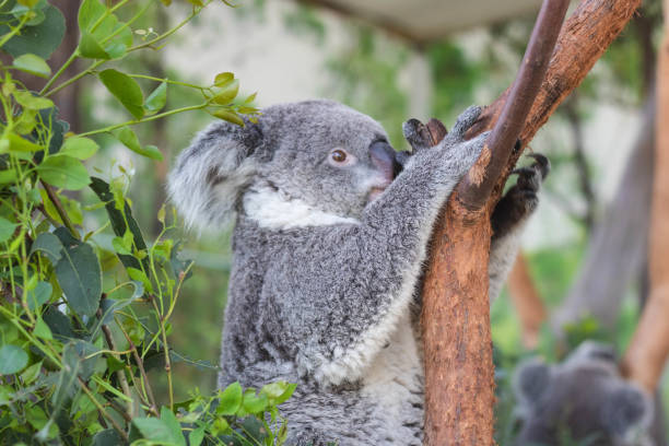 istock Close up of koala bear relaxing on the small tree. 1411212001