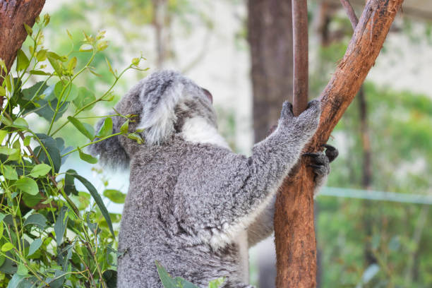 istock Close up of koala bear relaxing on the small tree. 1411212005