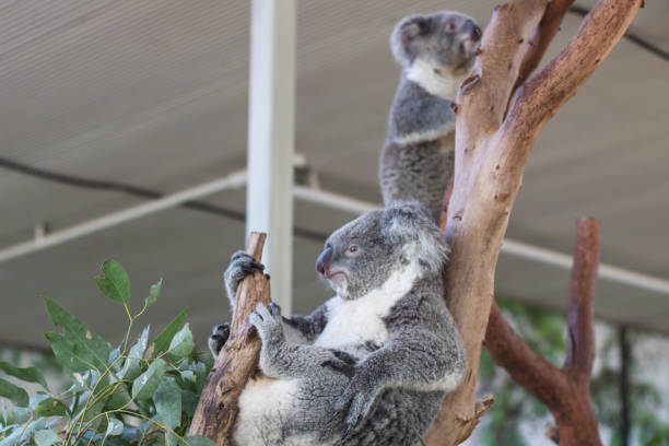 istock Close up of koala bear relaxing on the small tree. 1411212020