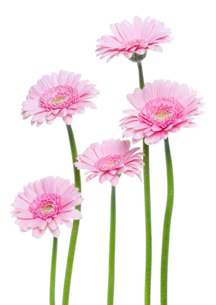 istock Vertical pink gerbera flowers with long stem isolated over white background. Spring bouquet. . 1411212367