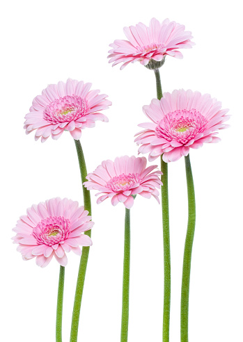 Vertical pink gerbera flowers with long stem isolated over white background. Spring bouquet.