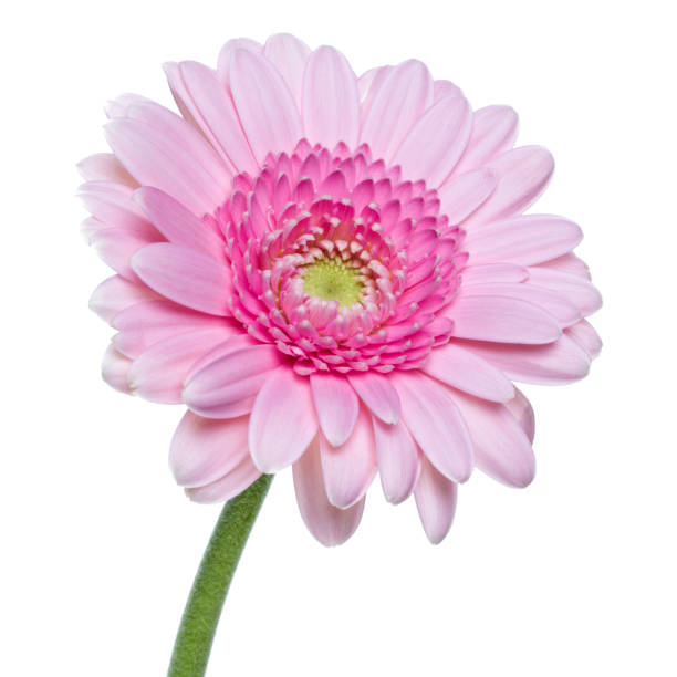 istock Vertical pink gerbera flower with long stem isolated over white background. 1411212368