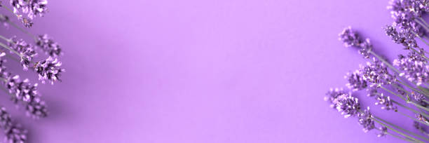 istock Creative layout from lavender flowers on lilac background. Flatlay with copy space. 1411212435