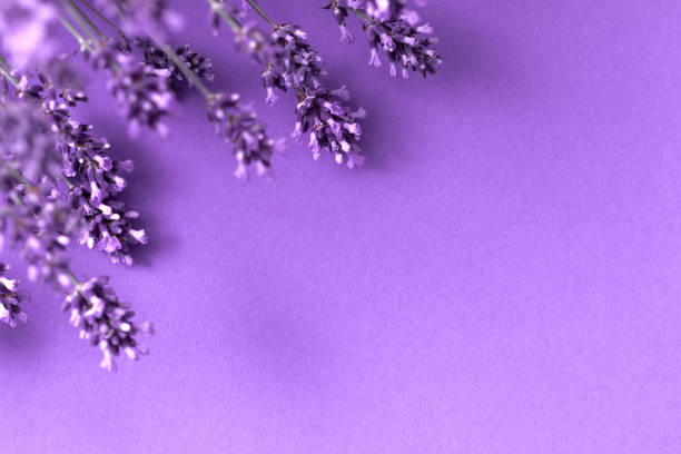 istock Creative layout from lavender flowers on lilac background. Flatlay with copy space. 1411212440