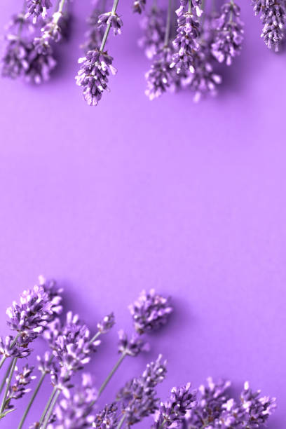 istock Creative layout from lavender flowers on lilac background. Flatlay with copy space. 1411212441