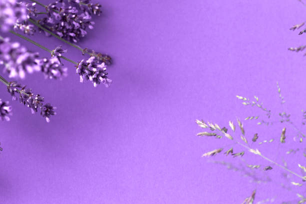 istock Creative layout from lavender flowers on lilac background. Flatlay with copy space. 1411212460
