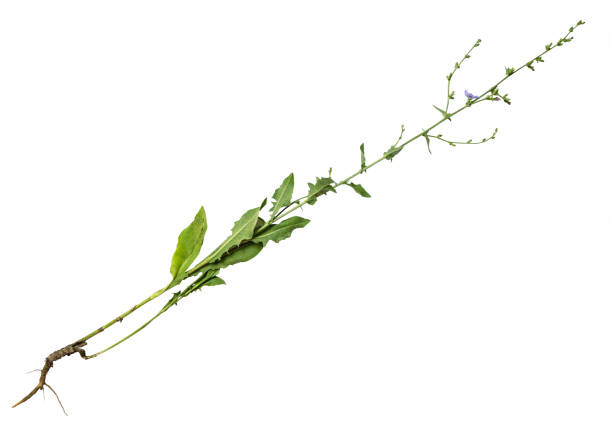 fresco comum recorte planta chicória em branco - succory - fotografias e filmes do acervo