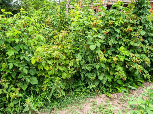 istock raspberry bushes with ripe berries at home garden 1411213678