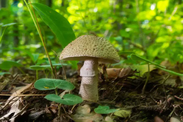 Two young mushrooms grow in the woods. Edible Blusher fungi Amanita rubescens.