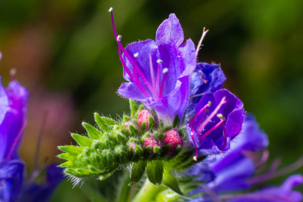 istock Echium vulgare, viper's bugloss, blueweed. Collect pollen in the meadow 1411214488
