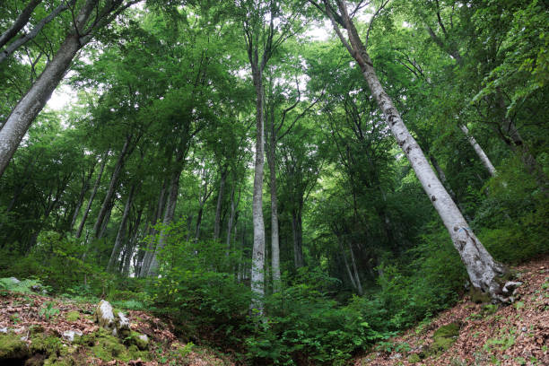 panoramic view from below of a majestic forest of deciduous trees during summer season