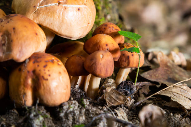 gymnopus fusipes mushroom cluster, edible when young gymnopus fusipes mushroom cluster, edible when young. marasmiaceae stock pictures, royalty-free photos & images