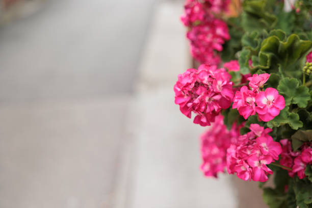 close up view of a plant with magenta geraniums flowers (pelargonium) in summer