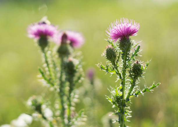 istock Cirsium vulgare sphere thistle bull thistle 1411215182