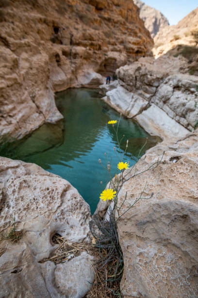 wadi al shab , sułtanat omanu. - oasis wadi al shab valley canyon zdjęcia i obrazy z banku zdjęć