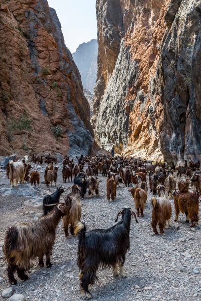 Wadi Hoqain, Rustaq, Sultanate of Oman.
