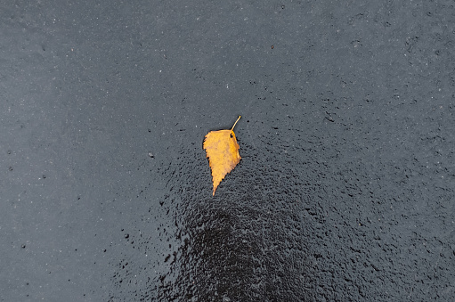 Autumn leaf fallen on wet asphalt, top view. Asphalt texture after rain.