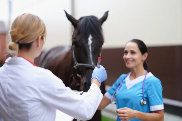 Two veterinarians are examining horse holding test tube for biological analysis Two veterinarians are examining horse holding test tube for biological analysis. Horse DNA testing and blood test for doping concept anti doping stock pictures, royalty-free photos & images